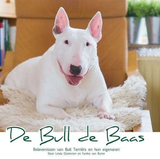 Laatste Kans De Bull De Baas