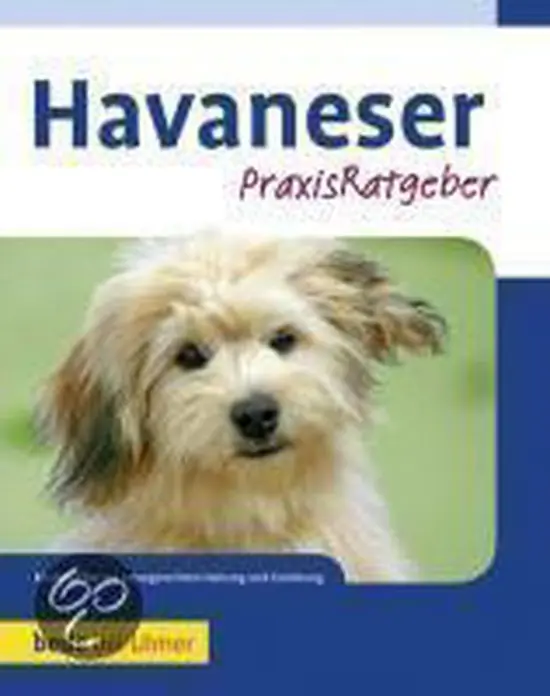 Havaneser Koop Online