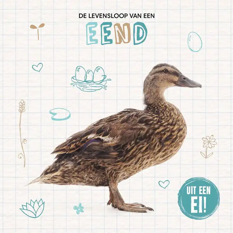 Koopje De levensloop van een eend / Druk 1